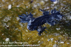 Sea swallows are pelagic nudibranchs which feed on blue b... by Kerri Keet 